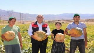 Elazığda kabak hasadı başladı: 4 bin tonun üzerinde rekolte bekleniyor