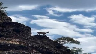 Elazığda koruma altındaki dağ keçileri görüntülendi