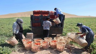 Elazığ'da mevsimlik işçilerin tarlada ekmek mücadelesi