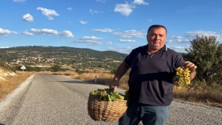 Emet ilçesi Sülye köyünde bağ bozumu heyecanı