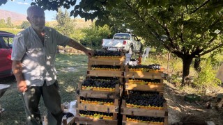 Erzincanda 200 yıllık bağlarda Cimin Üzümü hasadı başladı