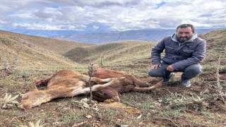 Erzincan'da ayı saldırısında 2 buzağı telef oldu
