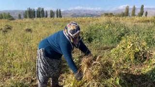 Erzincan'da kuru fasulyenin hasadına başlandı
