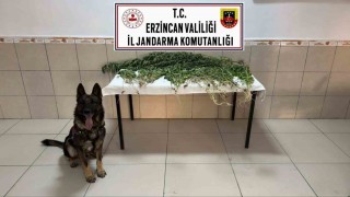 Erzincanda uyuşturucu operasyonunda 227 kök kenevir ele geçirildi