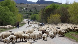 Erzincan'da yaylacılar, 5 aylık sezonun ardından dönüş yolculuğuna başladı