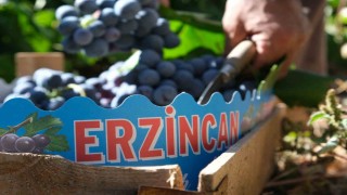 Erzincanın siyah incisi Cimin üzümünde hasat zamanı