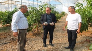 Erzin'de avokado ve mango üretimi yapılan seralar ekonomiye katkı sağlıyor