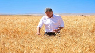 ETİ, kuraklığa dayanıklı Kanatlı Buğdayının ilk tohumluk hasadını gerçekleştirdi
