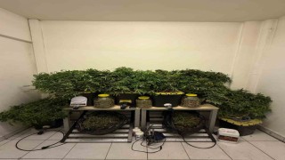Evinde esrar yetiştiren şahsa operasyon: 2 kilo 960 gram esrar ele geçirildi