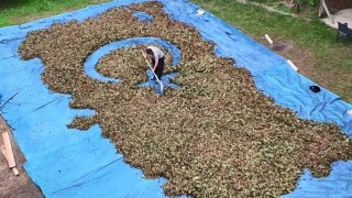 Fındık harmanında sıra dışı sanat: Fındıklarla Türkiye haritası ve bayrağı çiziyor