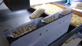 Fındıkta hasat sezonu tamamlandı; kırım, kavurma ve paketleme çalışmaları başladı