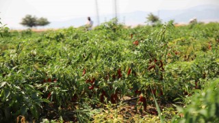 Gaziantepte en acı hasat
