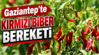Gaziantep'te Kırmızı Biber Bereketi
