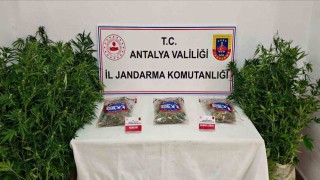 Gazipaşada 146 kök kenevir ve 1 kilo 150 gram esrar ele geçirildi
