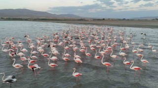 Gecikmeli gelen flamingolar Erçek Gölünü renklendirdi