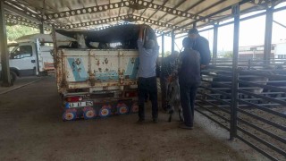 Gediz Belediyesi hayvan pazarı pazartesi günleri kurulacak