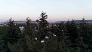 Göç yolculuğuna mola veren leylekler dron ile görüntülendi