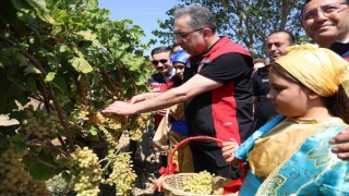 Gökçeadada üzüm hasadı