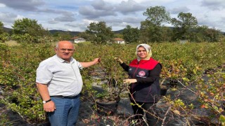 Gümüşova'da Yaban Mersini ve Aronya üretimi için yeni adım
