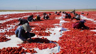 Güneş ve poyrazla kurutulan Niğde domatesi dünya sofralarına ulaşıyor