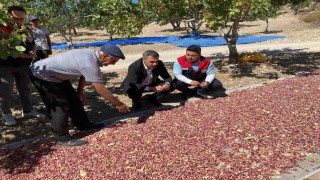 Güney'de toplanan Antep fıstıkları üreticinin yüzünü güldürüyor