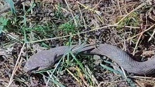 Hakkaride 1,5 metrelik kocabaş yılanı görüntülendi