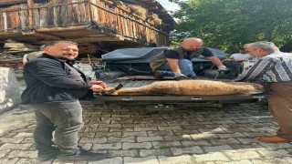 Halsiz düşen yaban keçisi köye sığındı