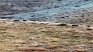 Hasada günler kala domuz sürüsü kabusu: Elma bahçeleri talan edildi