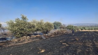 Hassa'da zeytinlik alan ve anız yangını geniş alana yayılmadan söndürüldü