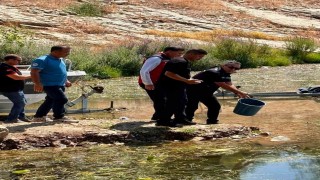 Hataydaki baraj ve göletlere 682 bin sazan yavrusu bırakıldı