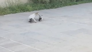 Havalandırma boşluğuna düşen yavru kediyi itfaiye kurtardı