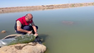 İdil'de Dirsekli göletine 100 bin yavru sazan bırakıldı
