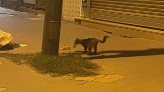 Iğdır'da kedinin fareyle 20 dakikalık oyunu kamerada