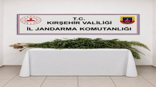 İkametlerde yapılan aramalarda 30 kök uyuşturucu ele geçirildi