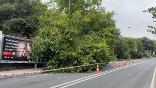 İstanbul'da yağış sonrası ağaçlar devrildi, rögarlar taştı