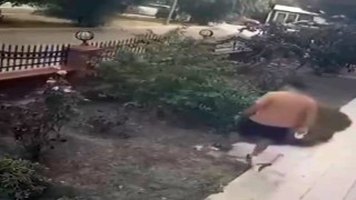 İzmir'de köpeğini gezdiren şahsın yavrulu kediye tekmeli saldırısı kamerada