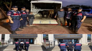 Jandarma çalınan 13 hayvanın izini sürdü: 3 büyükbaş sahibine teslim edildi