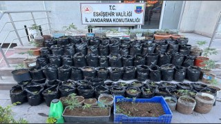 Jandarma saksılarda yetiştirilen 161 kök kenevir bitkisi ile esrar ele geçirdi
