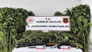 Jandarma tarlada ekili 756 kök kenevir ele geçirdi