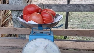 Kadirli’de Ata Tohumundan 2 Kilogramlık Dev Domates Üretildi