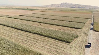 Kahramanmaraş'ta ak darı hasadına başlandı