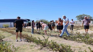 Kapadokyada turistler ‘aronya hasadı yaptı