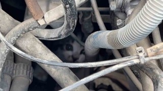 Kaputta sıkışan yavru kedinin imdadına itfaiye yetişti
