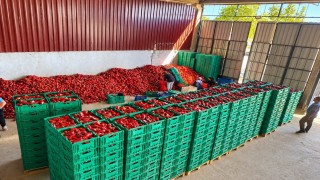 Kapya biber de bolluk fiyatları düşürdü