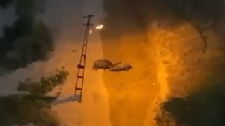 Karabükte iki yaban domuzunun kavgası kamerada