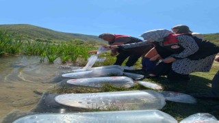 Karabükteki göletlere 105 bin yavru balık bırakıldı