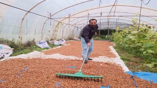 Karadeniz'de dinmeyen yağmurda serada fındık kurutma dönemi
