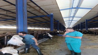 Karapınarda hastalıktan ari işletmelerde tüberküloz taraması
