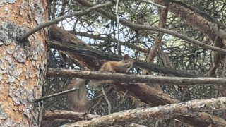 Karsta çam ağacının dalında kızıl sincap sürprizi