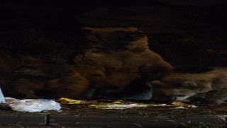 Kars'ta "Kış kapıda, ayılar sokaklarda"